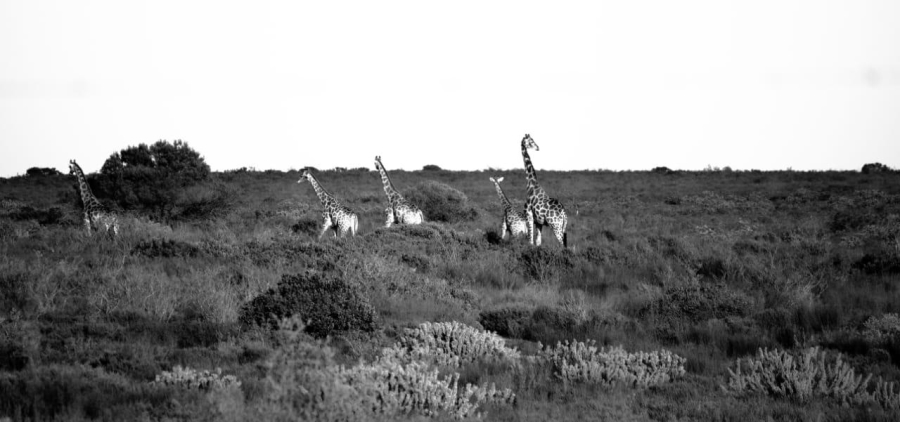 2 Bedroom Property for Sale in Hopefield Western Cape